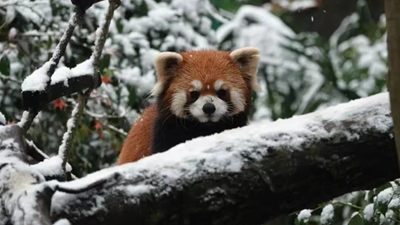 組圖｜江南雪景圖