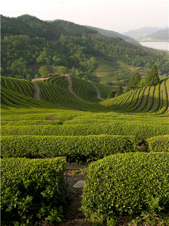 報到茶博會｜福建品品香